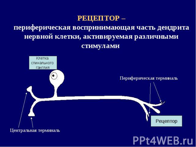 РЕЦЕПТОР – периферическая воспринимающая часть дендрита нервной клетки, активируемая различными стимулами Периферическая терминаль Центральная терминаль Клетка спинального ганглия Рецептор