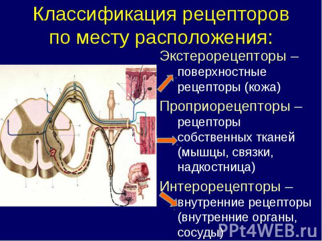 Классификация рецепторов по месту расположения: Экстерорецепторы – поверхностные рецепторы (кожа) Проприорецепторы – рецепторы собственных тканей (мышцы, связки, надкостница) Интерорецепторы – внутренние рецепторы (внутренние органы, сосуды)