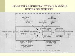 Схема медико-генетической службы и ее связей с практической медициной