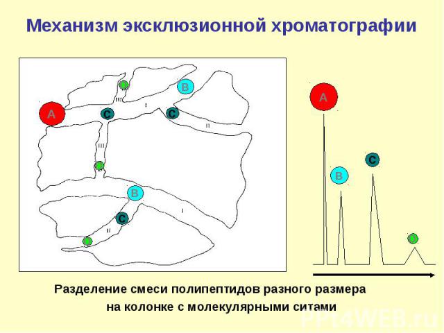 Механизм эксклюзионной хроматографии A B B C C C D D D D B A C Разделение смеси полипептидов разного размера на колонке с молекулярными ситами