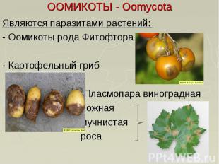 ООМИКОТЫ - Oomycota Являются паразитами растений: - Оомикоты рода Фитофтора - Ка