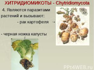 ХИТРИДИОМИКОТЫ - Chytridiomycota 4. Являются паразитами растений и вызывают: - р