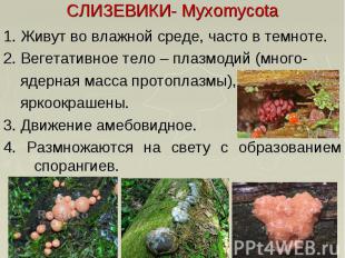 СЛИЗЕВИКИ- Myxomycota 1. Живут во влажной среде, часто в темноте. 2. Вегетативно