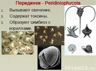 Перидинеи - Peridiniophycota Вызывают свечение. Содержат токсины. Образуют симби