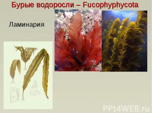 Бурые водоросли – Fucophyphycota Ламинария