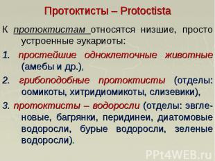 Протоктисты – Protoctista К протоктистам относятся низшие, просто устроенные эук