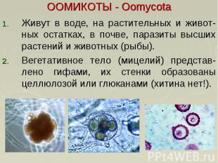 ООМИКОТЫ - Oomycota Живут в воде, на растительных и живот-ных остатках, в почве,
