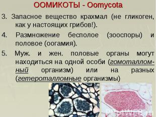 ООМИКОТЫ - Oomycota 3. Запасное вещество крахмал (не гликоген, как у настоящих г