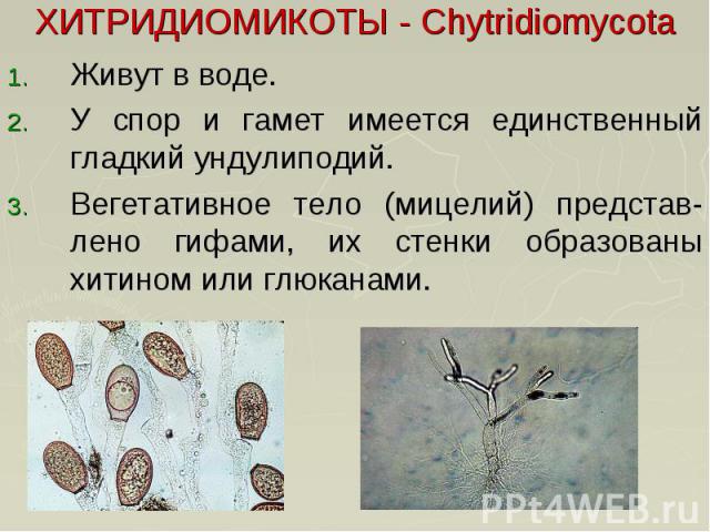 ХИТРИДИОМИКОТЫ - Chytridiomycota Живут в воде. У спор и гамет имеется единственный гладкий ундулиподий. Вегетативное тело (мицелий) представ-лено гифами, их стенки образованы хитином или глюканами.