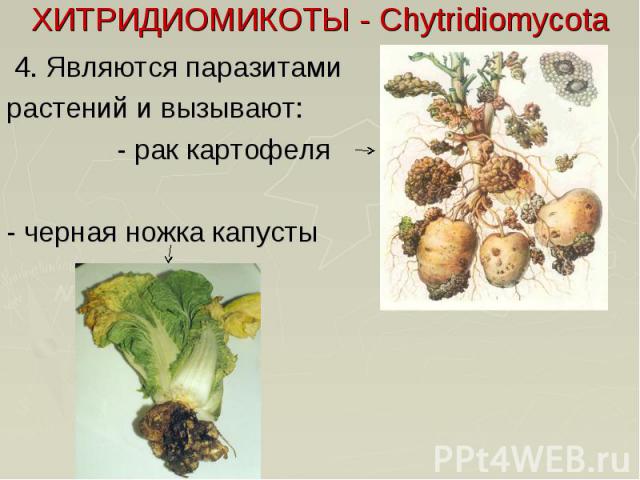 ХИТРИДИОМИКОТЫ - Chytridiomycota 4. Являются паразитами растений и вызывают: - рак картофеля - черная ножка капусты