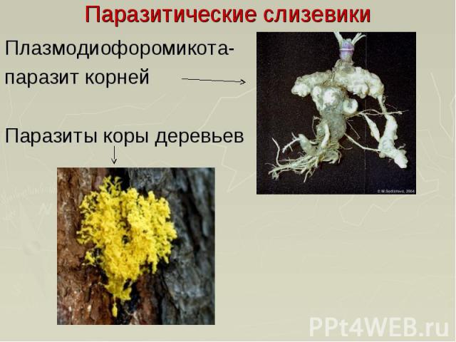 Паразитические слизевики Плазмодиофоромикота- паразит корней Паразиты коры деревьев