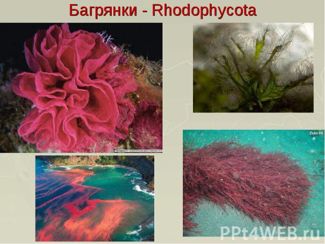 Багрянки - Rhodophycota