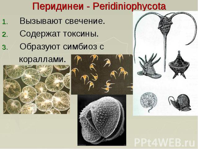 Перидинеи - Peridiniophycota Вызывают свечение. Содержат токсины. Образуют симбиоз с кораллами.