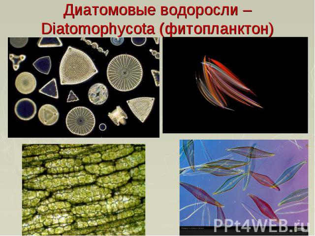 Диатомовые водоросли – Diatomophycota (фитопланктон)