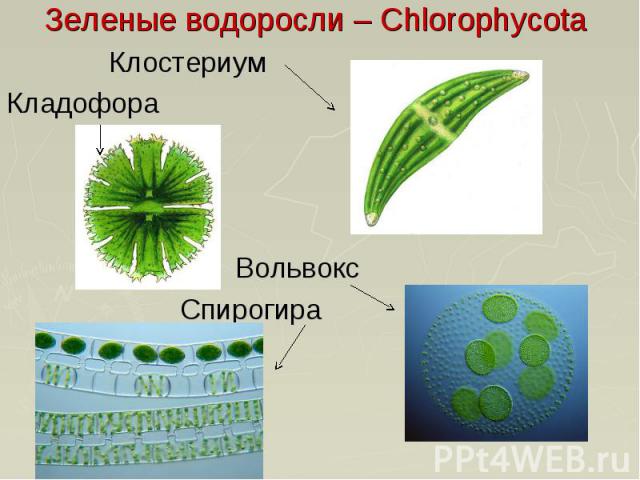 Зеленые водоросли – Chlorophycota Клостериум Кладофора Вольвокс Спирогира