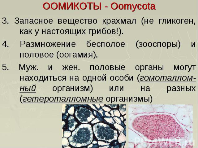 ООМИКОТЫ - Oomycota 3. Запасное вещество крахмал (не гликоген, как у настоящих грибов!). 4. Размножение бесполое (зооспоры) и половое (оогамия). 5. Муж. и жен. половые органы могут находиться на одной особи (гомоталлом-ный организм) или на разных (г…