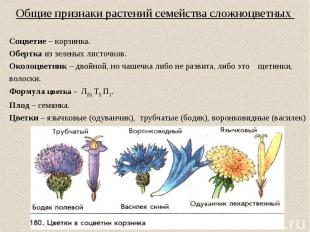 Общие признаки растений семейства сложноцветных Соцветие – корзинка. Обертка из