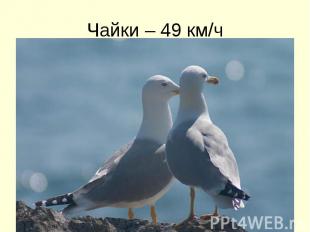 Чайки – 49 км/ч