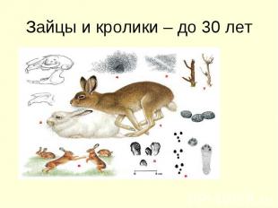 Зайцы и кролики – до 30 лет