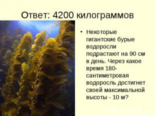 Ответ: 4200 килограммов Некоторые гигантские бурые водоросли подрастают на 90 см
