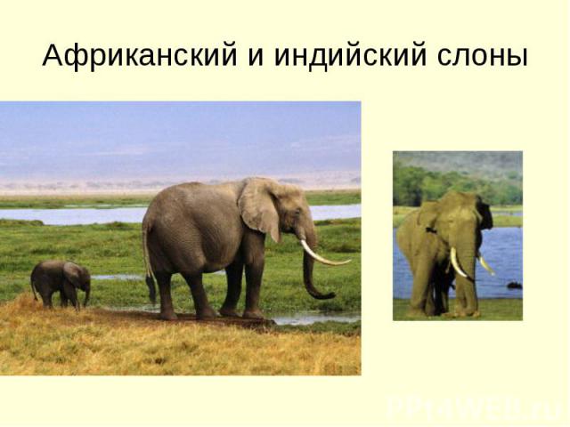 Африканский и индийский слоны