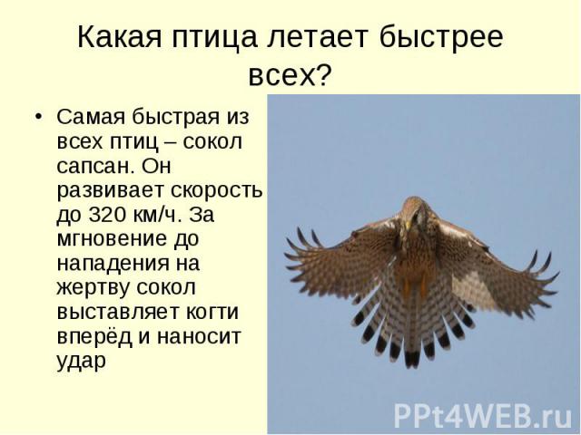 Какая птица летает быстрее всех? Самая быстрая из всех птиц – сокол сапсан. Он развивает скорость до 320 км/ч. За мгновение до нападения на жертву сокол выставляет когти вперёд и наносит удар