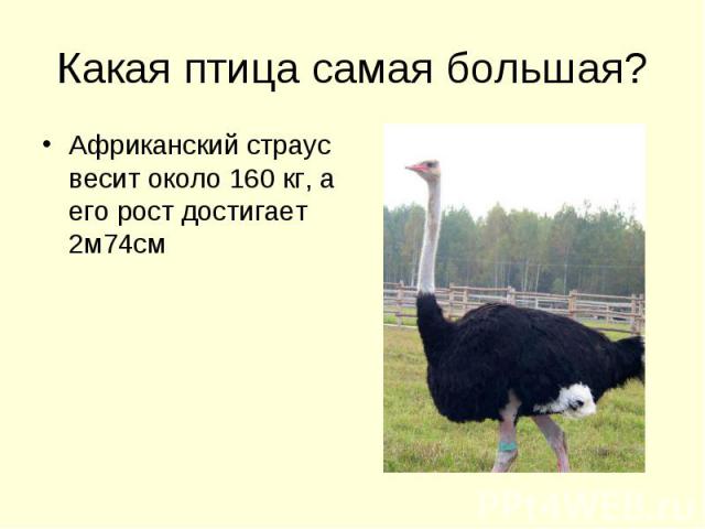 Какая птица самая большая? Африканский страус весит около 160 кг, а его рост достигает 2м74см