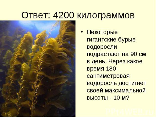 Ответ: 4200 килограммов Некоторые гигантские бурые водоросли подрастают на 90 см в день. Через какое время 180-сантиметровая водоросль достигнет своей максимальной высоты - 10 м?