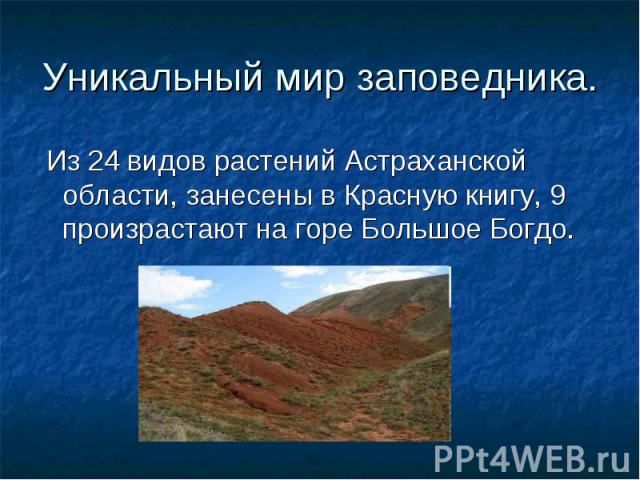 Уникальный мир заповедника. Из 24 видов растений Астраханской области, занесены в Красную книгу, 9 произрастают на горе Большое Богдо.