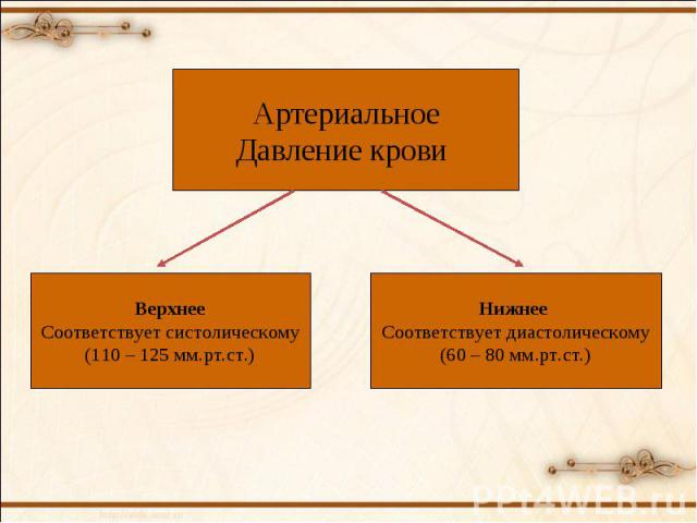 Артериальное Давление крови Верхнее Соответствует систолическому (110 – 125 мм.рт.ст.) Нижнее Соответствует диастолическому (60 – 80 мм.рт.ст.)