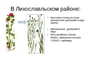 В Лихославльском районе: Внесение в почву на полях органических удобрений в виде