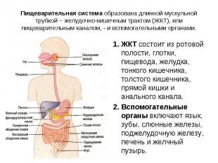 Пищеварительная система образована длинной мускульной трубкой – желудочно-кишечн