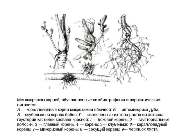 Метаморфозы корней, обусловленные симбиотрофным и паразитическим питанием А — коралловидные корни макрозамии обычной; Б — эктомнкориза дуба; В - клубеньки на корнях бобов; Г — извлеченные из тела растения хозяина гаустории кастилеи кроваво-красной; …