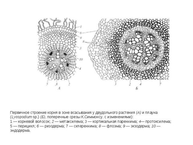 Первичное строение корня в зоне всасывания у двудольного растения (А) и плауна (Lycopodium sp.) (Б), поперечные срезы К.Симмонсу. с изменениями): 1 — корневой волосок; 2 — метаксилема; 3 — кортикальная паренхима; 4— протоксилема; 5 — перицикл; 6 — р…