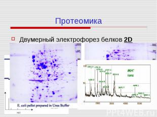 Протеомика Двумерный электрофорез белков 2D Масспектрометрия MALDI - TOF