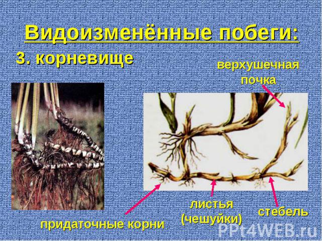 3. корневище листья (чешуйки) стебель верхушечная почка придаточные корни Видоизменённые побеги: