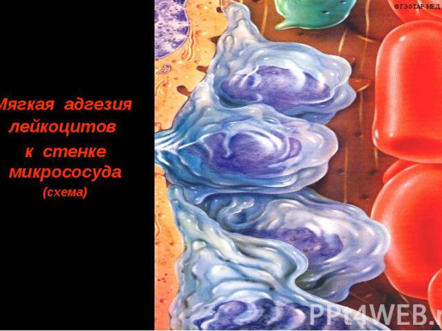 Мягкая адгезия лейкоцитов к стенке микрососуда (схема) © П.Ф.Литвицкий, 2004 © ГЭОТАР-МЕД, 2004