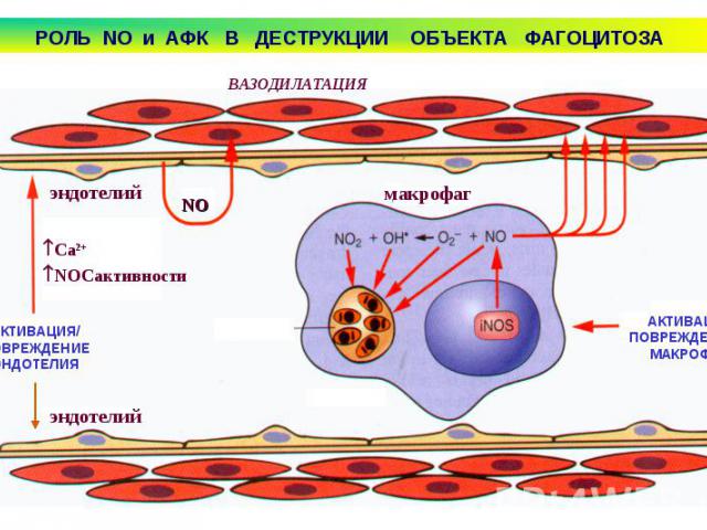 Вазодилятация. Активные формы кислорода макрофаги. Соматическая вазодилатация. Роль эндотелия в защите от микробов. Вазодилатация иллюстрация.