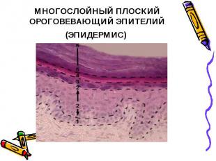 МНОГОСЛОЙНЫЙ ПЛОСКИЙ ОРОГОВЕВАЮЩИЙ ЭПИТЕЛИЙ (ЭПИДЕРМИС)