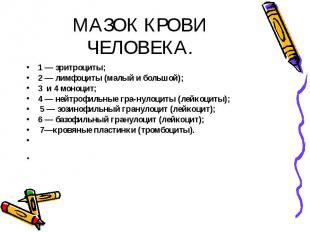 МАЗОК КРОВИ ЧЕЛОВЕКА. 1 — эритроциты; 2 — лимфоциты (малый и большой); 3 и 4 мон