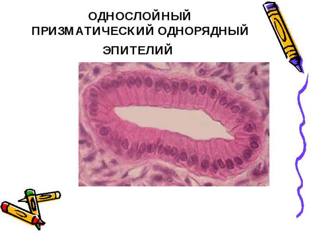 ОДНОСЛОЙНЫЙ ПРИЗМАТИЧЕСКИЙ ОДНОРЯДНЫЙ ЭПИТЕЛИЙ