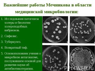 Исследования патогенеза холеры и биологии холероподобных вибрионов. Сифилис. Туб