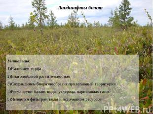 Ландшафты болот Уникальны: Наличием торфа Влаголюбивой растительностью Сохранени
