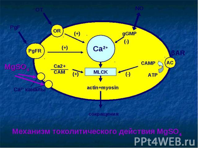 Ca2+ MLCK OR PgFR AC actin+myosin сокращения OT PgF (+) (+) Ca2+ каналы Ca2+ СAM (+) NO gGMP (-) САМР АТР (-) MgSO4 Механизм токолитического действия MgSO4 βAR