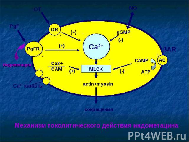 Ca2+ MLCK OR PgFR AC actin+myosin сокращения OT PgF (+) (+) Ca2+ каналы Ca2+ СAM (+) NO gGMP (-) САМР АТР (-) Индометацин Механизм токолитического действия индометацина βAR