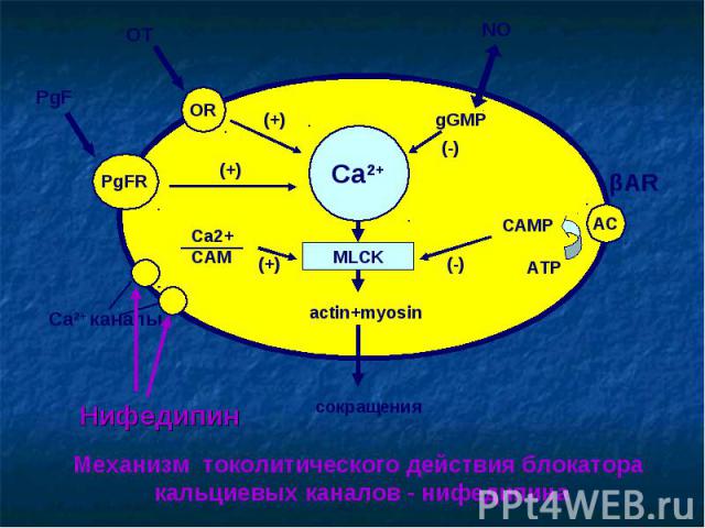 Ca2+ MLCK OR PgFR AC actin+myosin сокращения OT PgF (+) (+) Ca2+ каналы Ca2+ СAM (+) NO gGMP (-) САМР АТР (-) Нифедипин Механизм токолитического действия блокатора кальциевых каналов - нифедипина βAR
