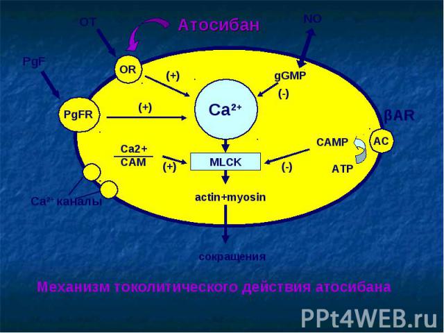 Ca2+ MLCK OR PgFR AC actin+myosin сокращения OT PgF (+) (+) Ca2+ каналы Ca2+ СAM (+) NO gGMP (-) САМР АТР (-) Атосибан Механизм токолитического действия атосибана βAR