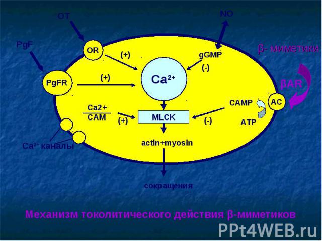 Ca2+ MLCK OR PgFR AC actin+myosin сокращения OT PgF (+) (+) Ca2+ каналы Ca2+ СAM (+) NO gGMP (-) САМР АТР (-) β- миметики Механизм токолитического действия β-миметиков βAR