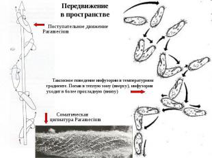 Соматическая цилиатура Paramecium Поступательное движение Paramecium Таксисное п