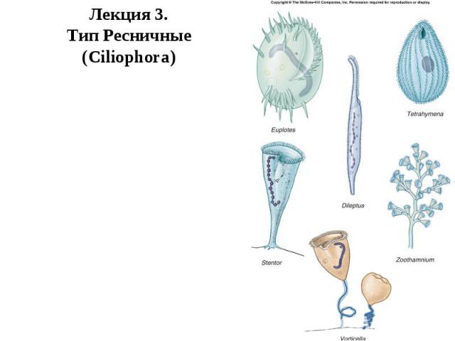 Лекция 3. Тип Ресничные (Ciliophora)